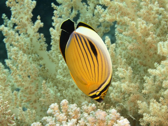 Chaetodon austriacus